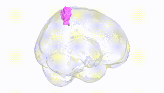 Full Brain White
