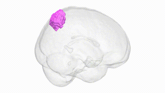 Full Brain White