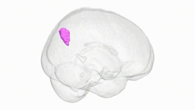Full Brain White