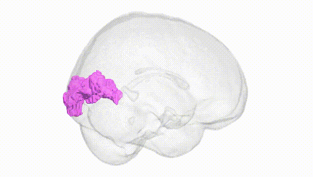 Full Brain White