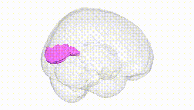 Full Brain White