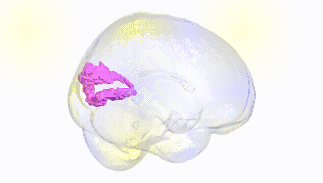 Full Brain White