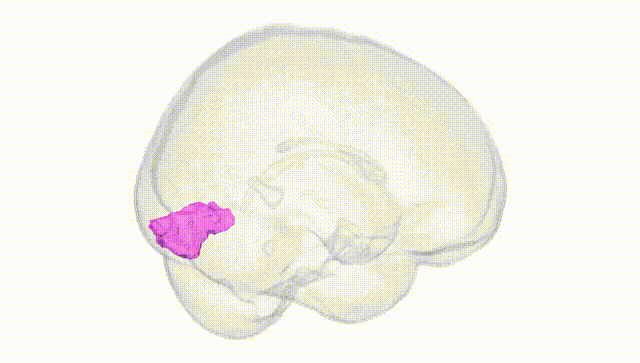 Full Brain White