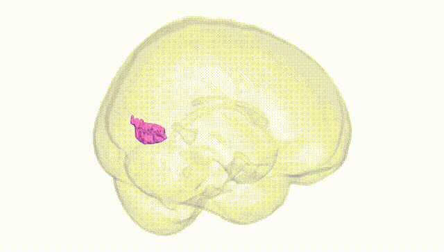 Full Brain White