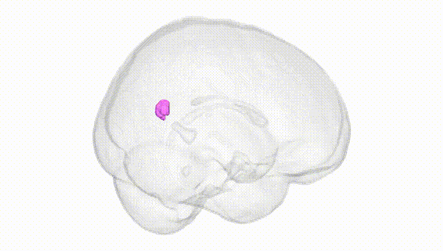 Full Brain White