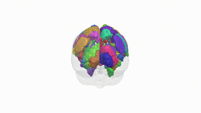 Rotating Brain