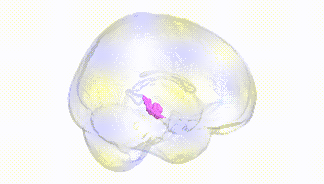 Full Brain White