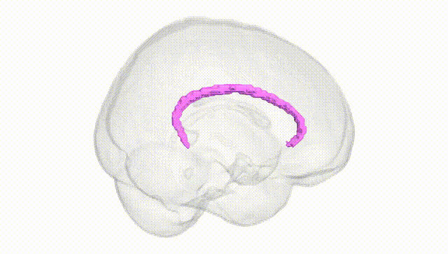 Full Brain White