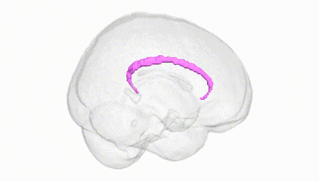 Full Brain White