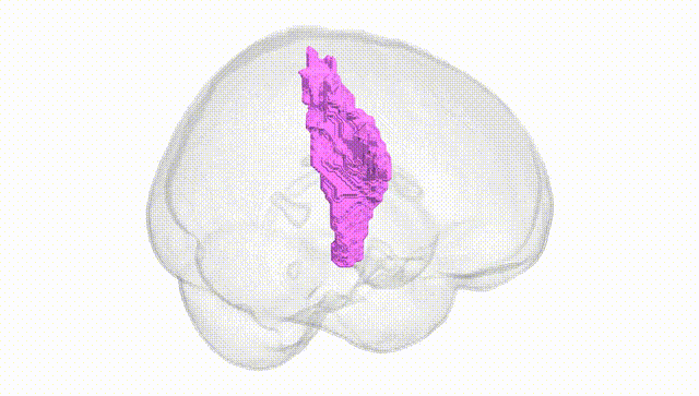 Full Brain White
