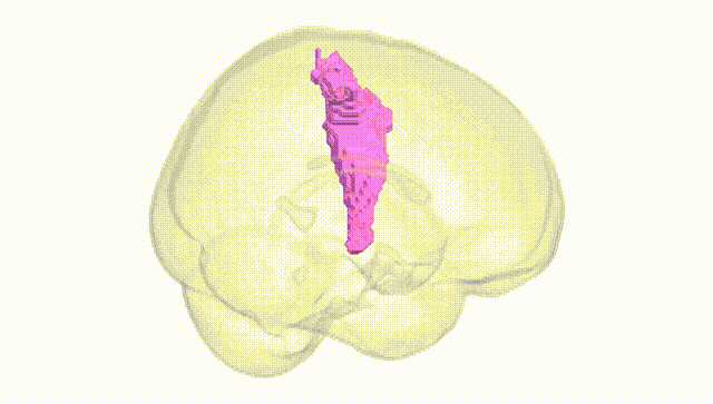 Full Brain White