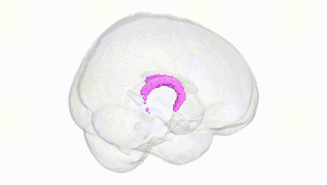 Full Brain White