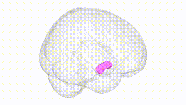 Full Brain White