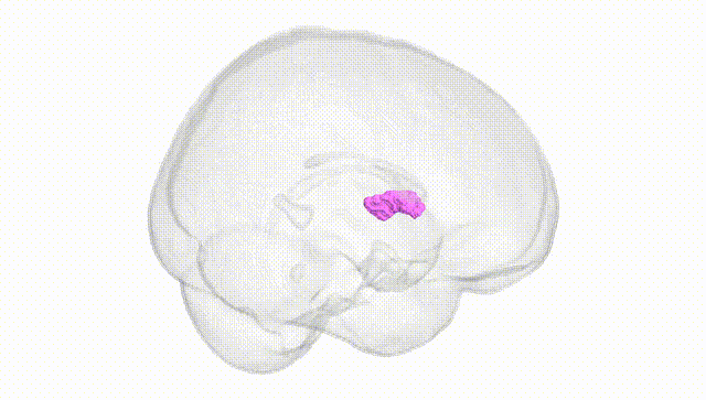 Full Brain White