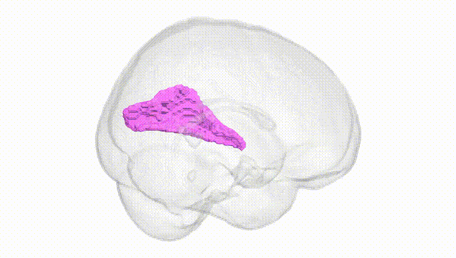 Full Brain White