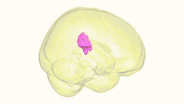 Full Brain White