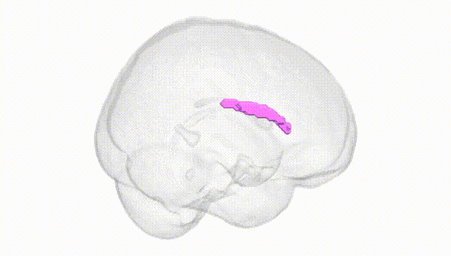 Full Brain White