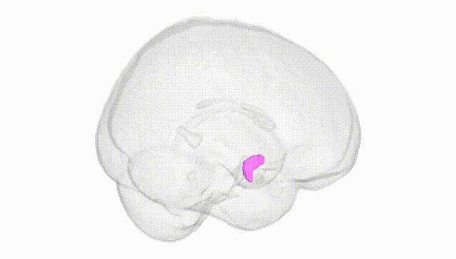 Full Brain White