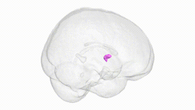 Full Brain White