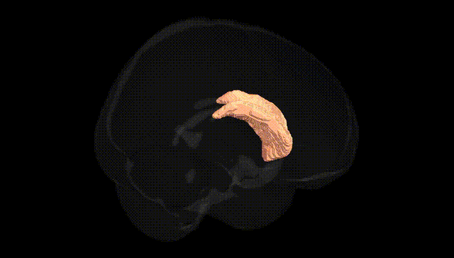 Full Brain Black