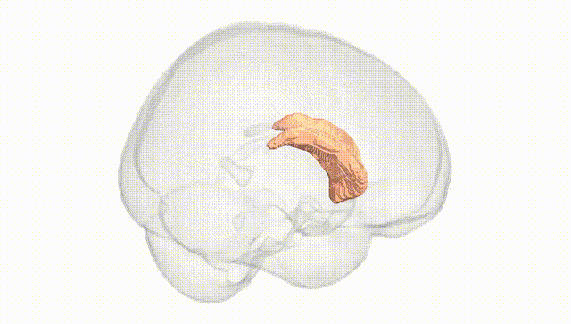 Full Brain White