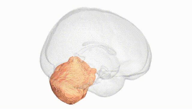 Full Brain White