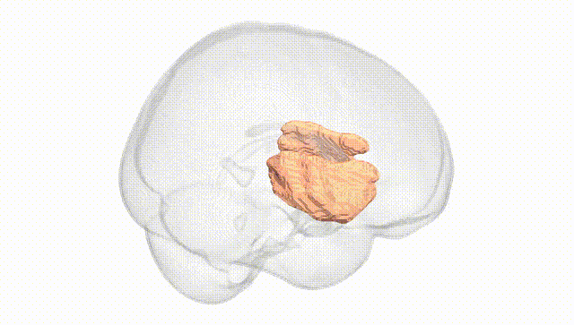 Full Brain White