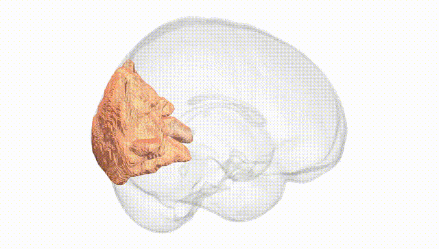 Full Brain White