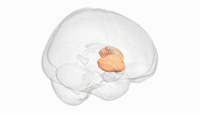 Full Brain White