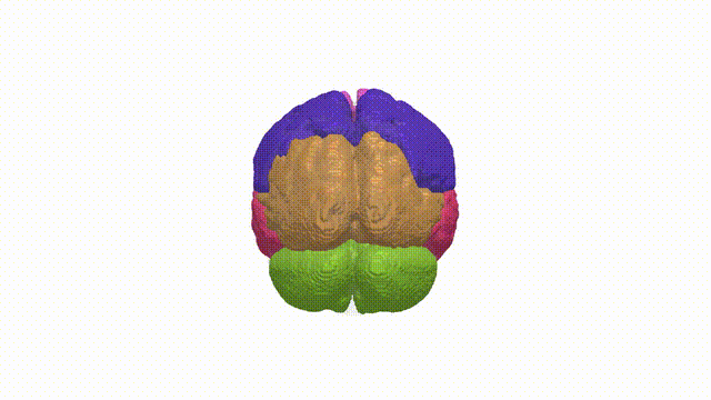 Rotating Brain