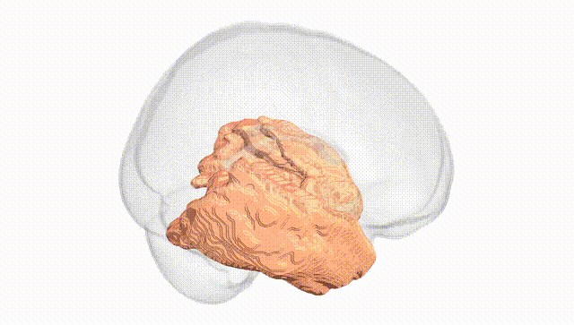 Full Brain White