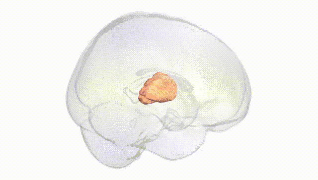 Full Brain White