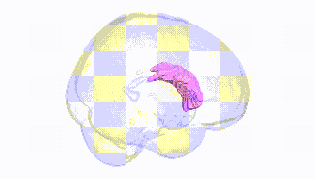 Full Brain White