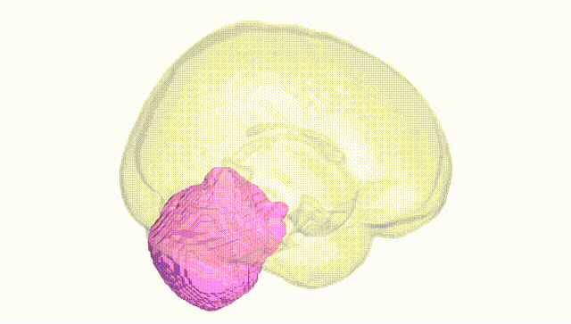 Full Brain White