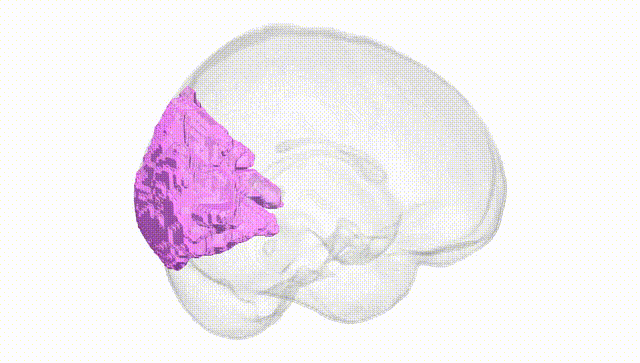 Full Brain White