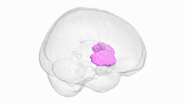 Full Brain White
