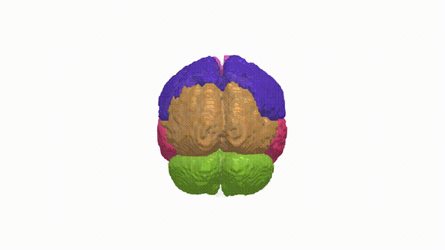 Rotating Brain