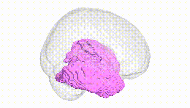 Full Brain White