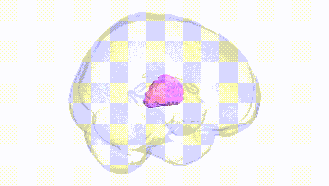 Full Brain White