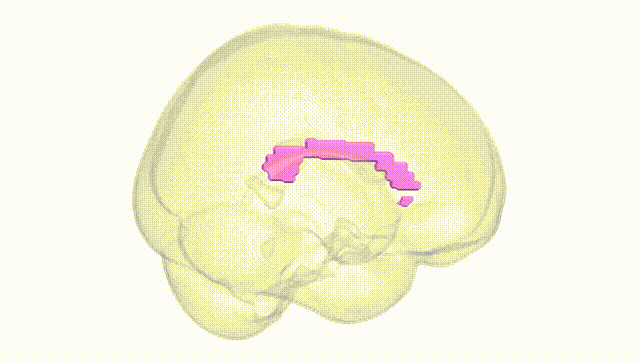 Full Brain White