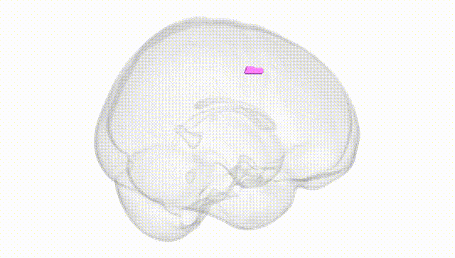 Full Brain White