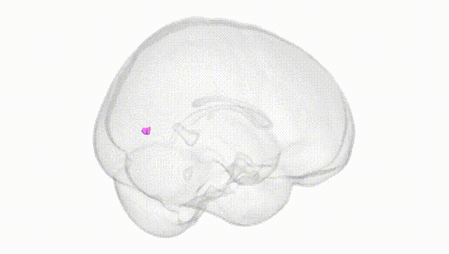 Full Brain White