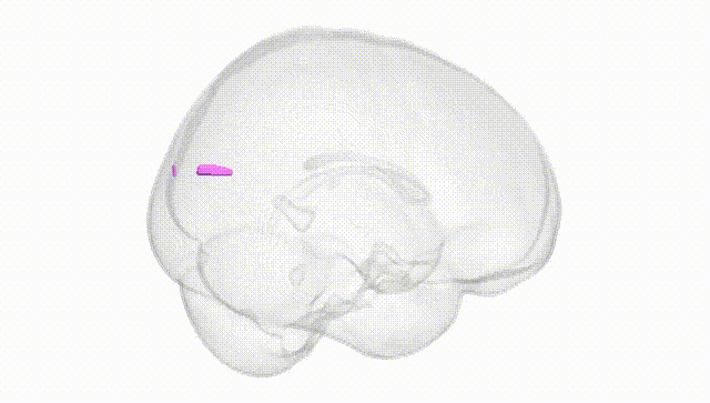 Full Brain White