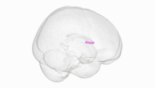 Full Brain White