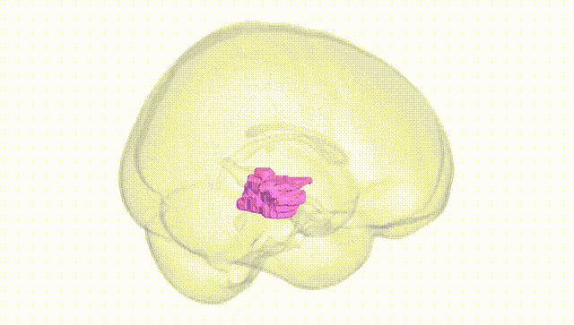 Full Brain White