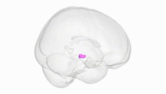 Full Brain White