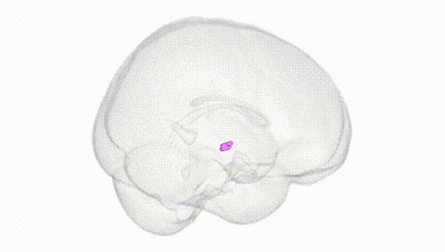 Full Brain White