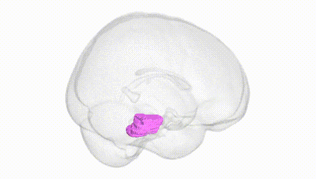 Full Brain White