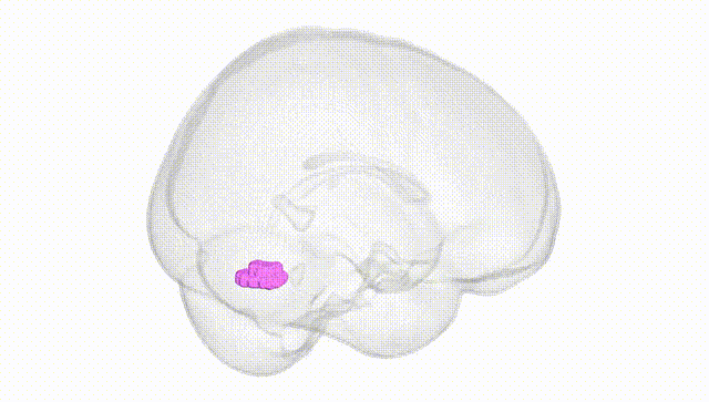 Full Brain White