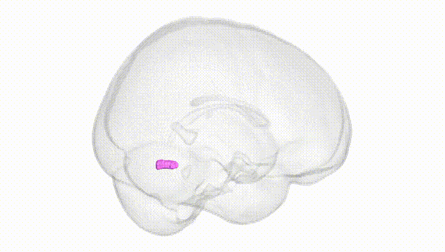 Full Brain White